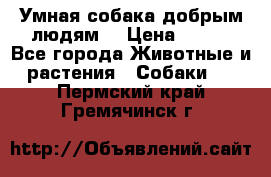 Умная собака добрым людям. › Цена ­ 100 - Все города Животные и растения » Собаки   . Пермский край,Гремячинск г.